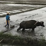 Filipino tractor | Photo taken by James W