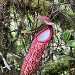 Photo taken by Dennis N