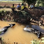 Hillsmen with the buffalo | Photo taken by Gregory R