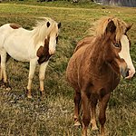 Icelandic horses | Photo taken by Laura D