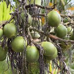 Photo taken by Morton A