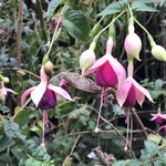Started the day in down coats ended it surrounded by flowers  | Photo taken by Janice H