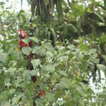 Photo taken by Alda Bernice M