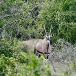 Gemsbok | Photo taken by Nick F