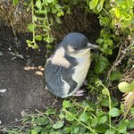 Photo taken by Kolla S