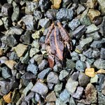 Photo taken by Tenley G