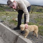 Dogs dogs everywhere | Photo taken by Peter S