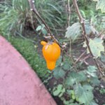 Photo taken by Carrie N