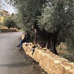 2000 year old olive trees | Photo taken by Nicole C