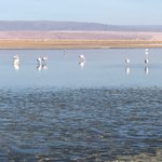 Flamingos at Salar de Atacama  | Photo taken by Melody B