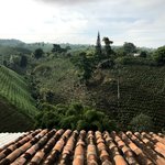 Coffee crops | Photo taken by Sophie E