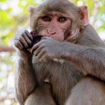 Monkey | Photo taken by Ronnie B