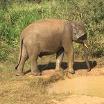 Elephant spotting, Mihintale. | Photo taken by Sylvanna C