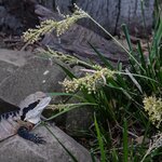 Photo taken by Linnaea M