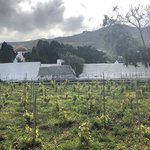 Starting to grow grapes | Photo taken by Alexandra S