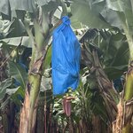 Photo taken by Cassio S