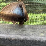 Photo taken by Morton A