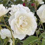 Photo taken by Martin D