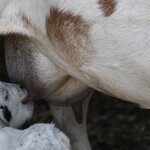 Photo taken by Linnaea M