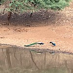Peacocks at Rah | Photo taken by carole c