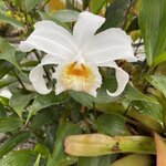 Wild orchids | Photo taken by Marilyn L