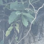 Photo taken by Sathees R