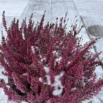 Photo taken by Nikki S