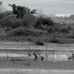 Hippo on edge of river | Photo taken by Gerald S