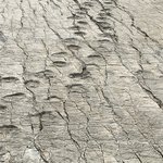 Dinosaurs footprints | Photo taken by Alfredo H