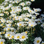 Photo taken by Luis D