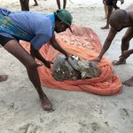 Turtles released | Photo taken by Wendy T