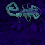 Photo taken by Khaled S