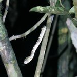 Unidentified snake at nighttime | Photo taken by Wendy D