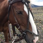 A very gentle horse at Las Torres | Photo taken by Sheila S