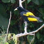 Yellow-rumped cacique | Photo taken by Wendy D