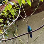 Humming bird | Photo taken by Anita L