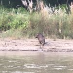 Boar swimming across river  | Photo taken by Gerald S