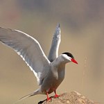 Arctic Tern | Photo taken by Amol L