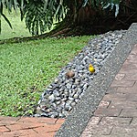 birds | Photo taken by Janice B