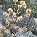 Photo taken by Amanda F