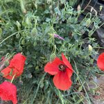 Photo taken by Christopher Paul T