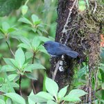 Slaty flowerpiercer  | Photo taken by Wendy D