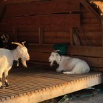Goats with a view | Photo taken by Gilbert R