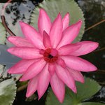 Lotus at Sigiriya | Photo taken by Andrew H