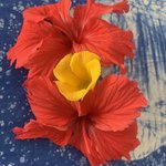 Photo taken by Kristin M