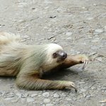 Sloth | Photo taken by Uli D