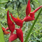 Inspiracion Coffee Hacienda | Photo taken by Peter G