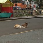 Laid back characters, Suzdal | Photo taken by Diane P