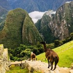 Llama here, Lamma there | Photo taken by John M