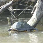 Photo taken by Joyce C